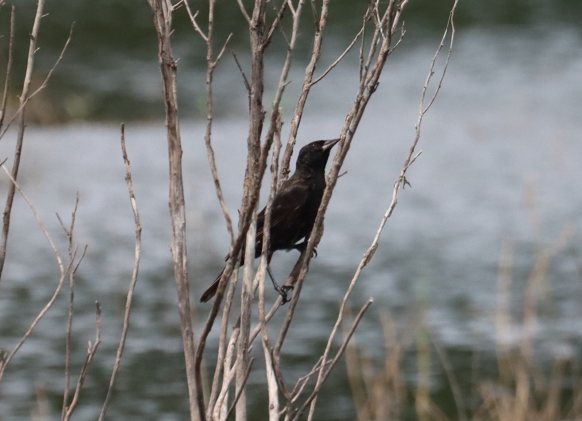 blackbird sp. - ML637352331