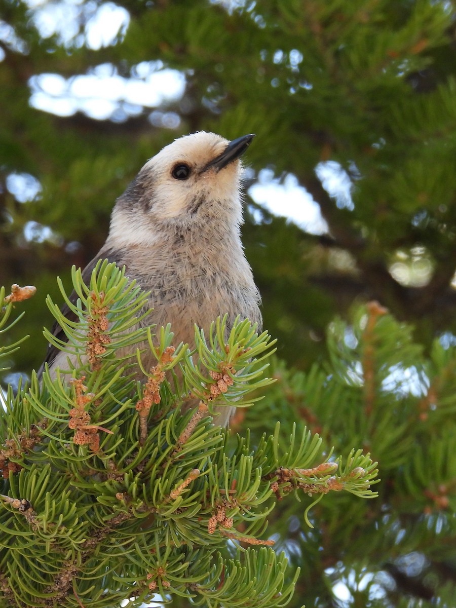 Canada Jay - ML637352375