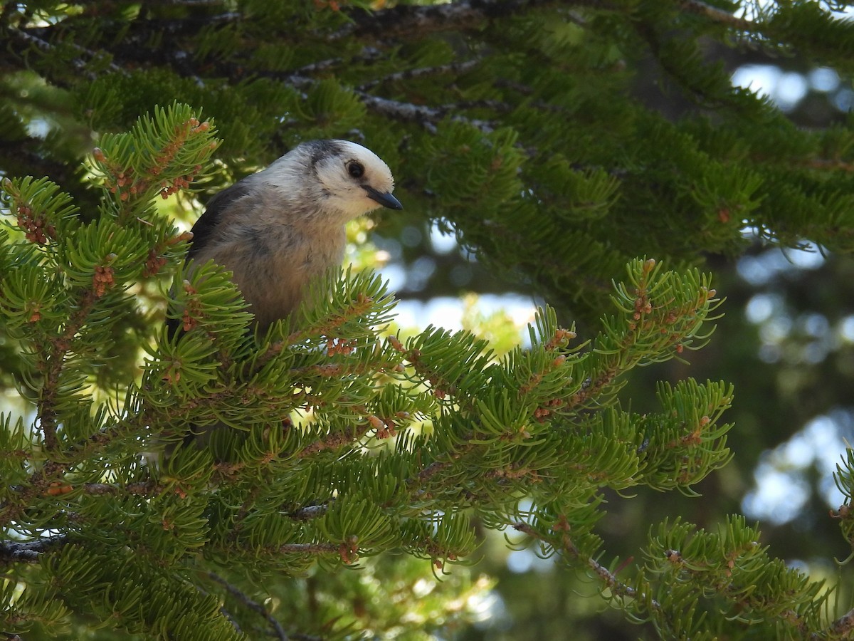 Canada Jay - ML637352376