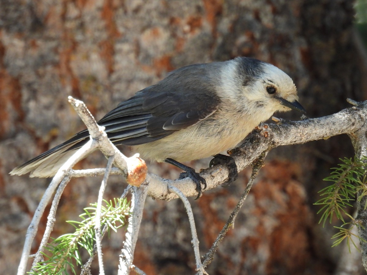 Canada Jay - ML637352377