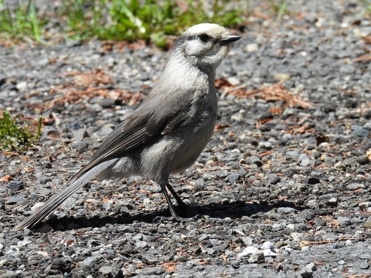 Canada Jay - ML637352378