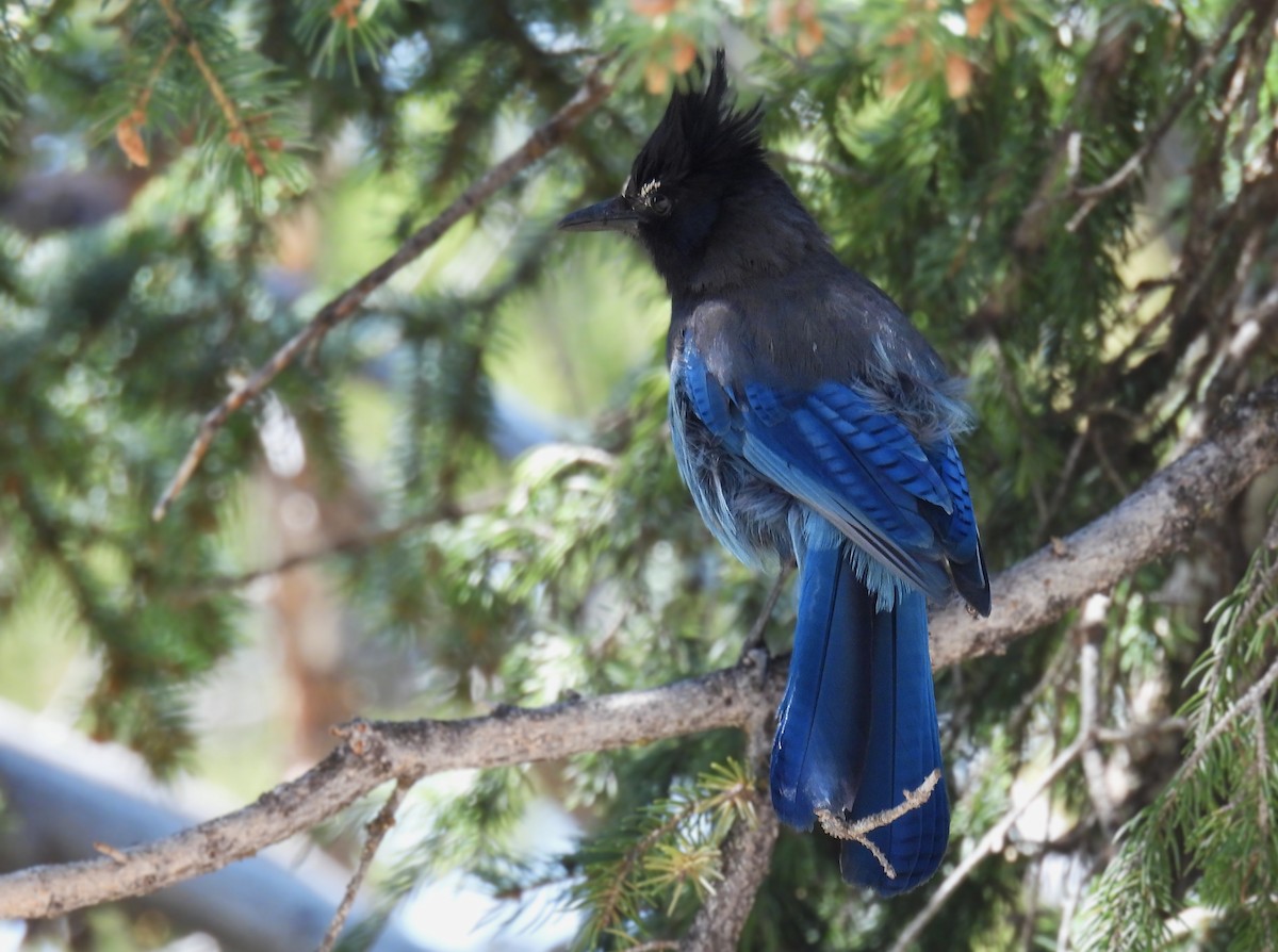 Steller's Jay - ML637352384