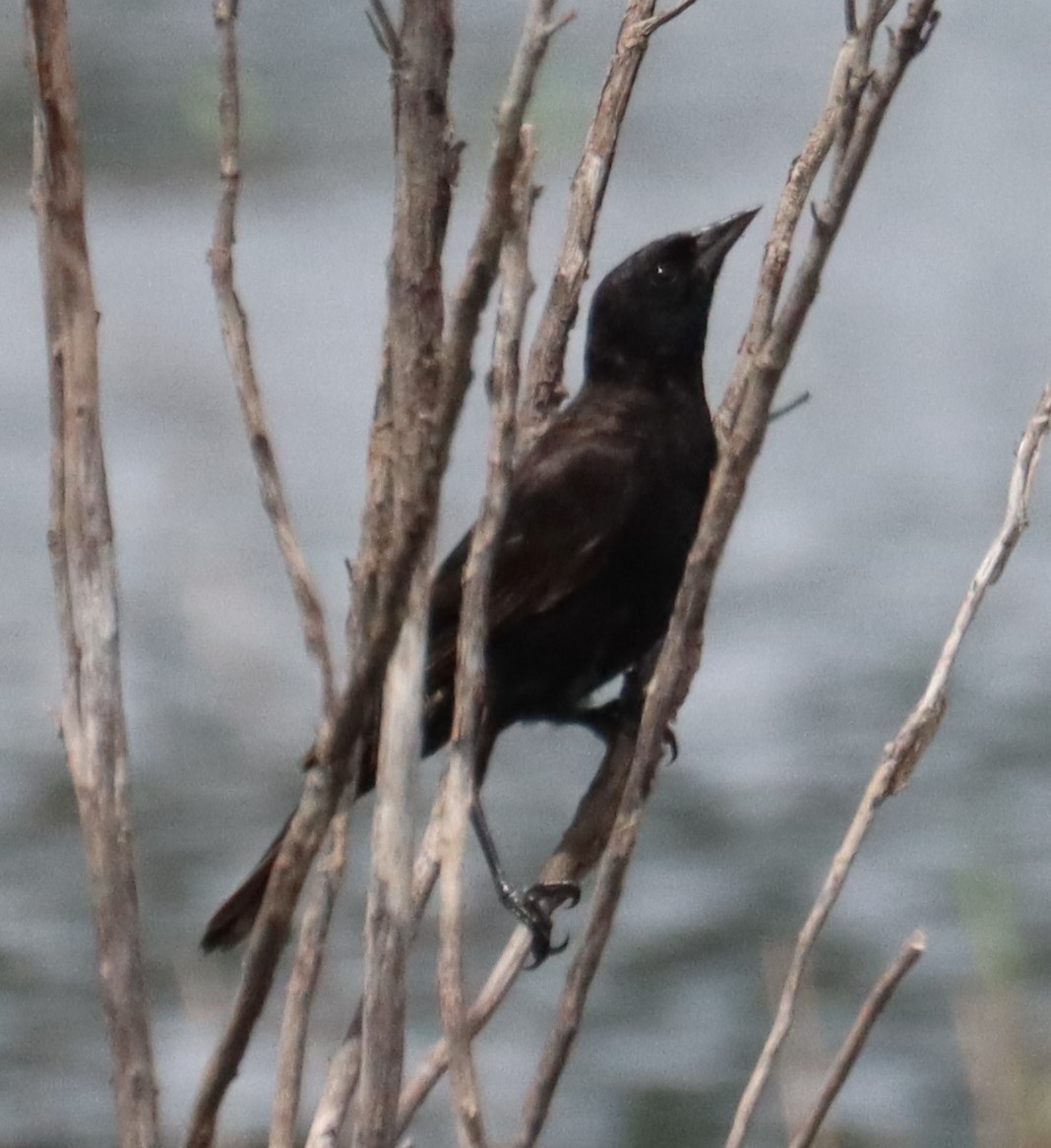 blackbird sp. - ML637352392