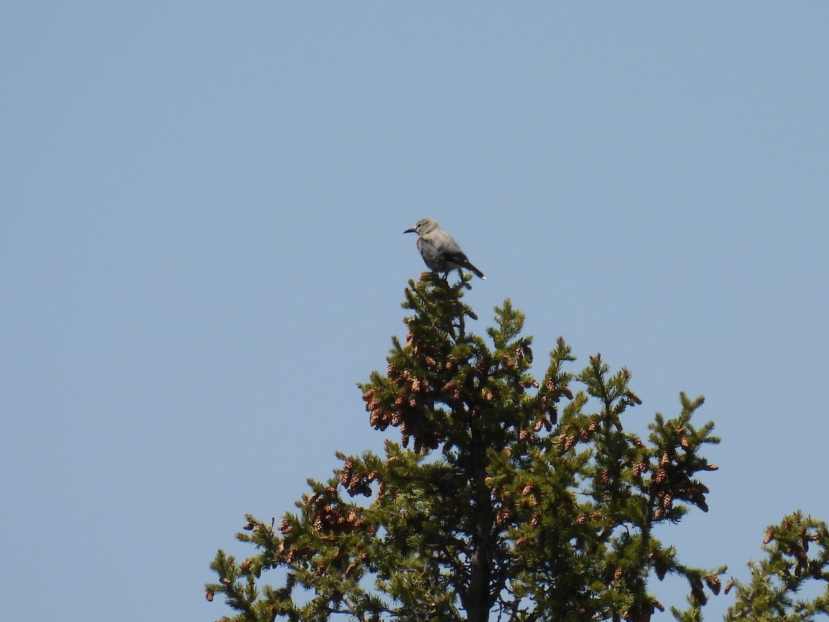 Clark's Nutcracker - ML637352398