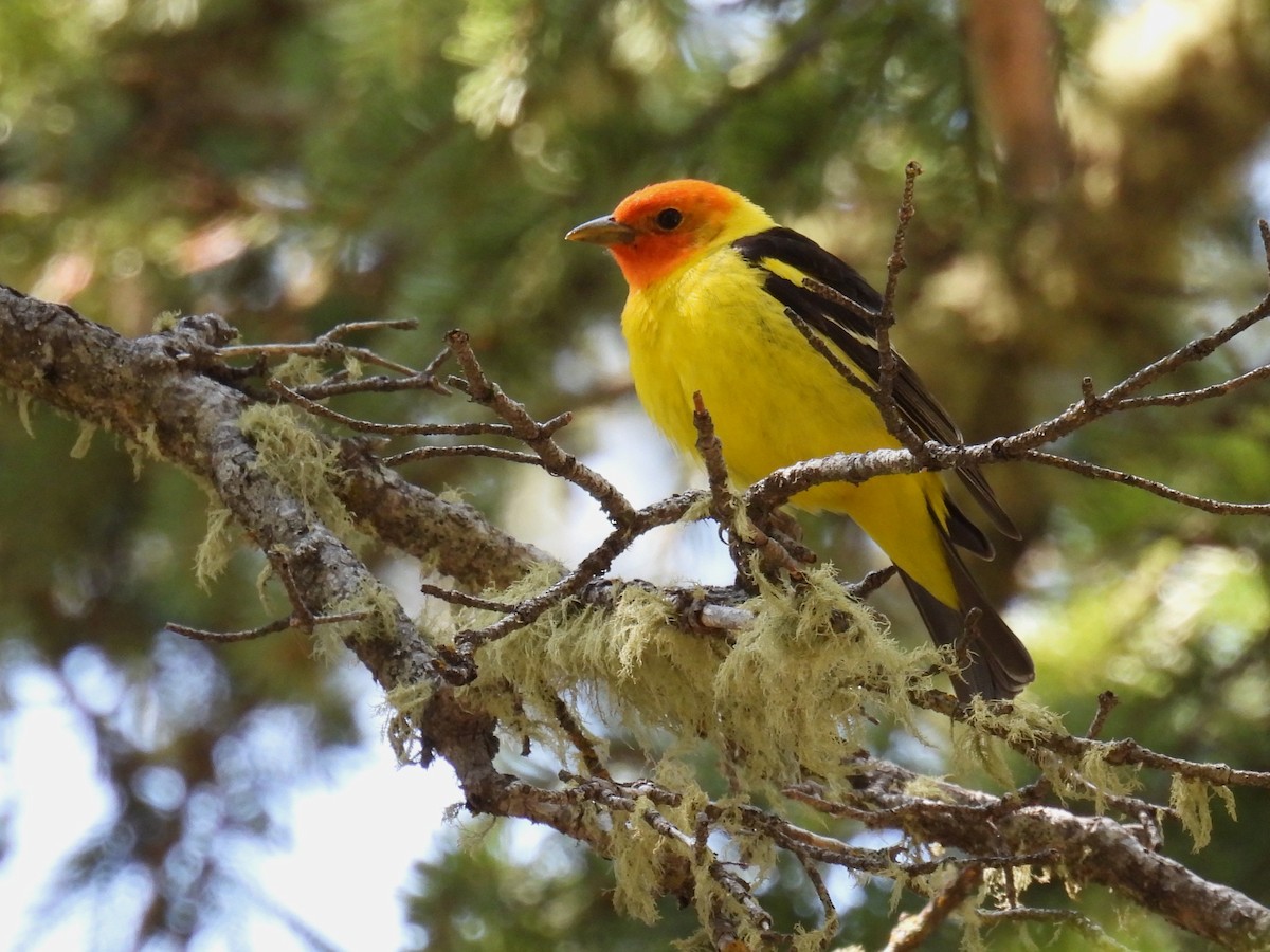 Western Tanager - ML637352424