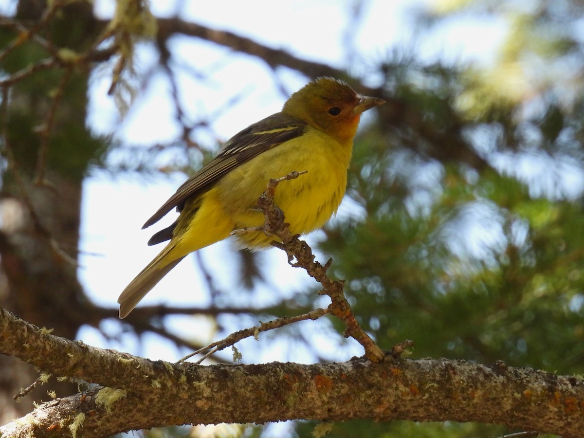 Western Tanager - ML637352425