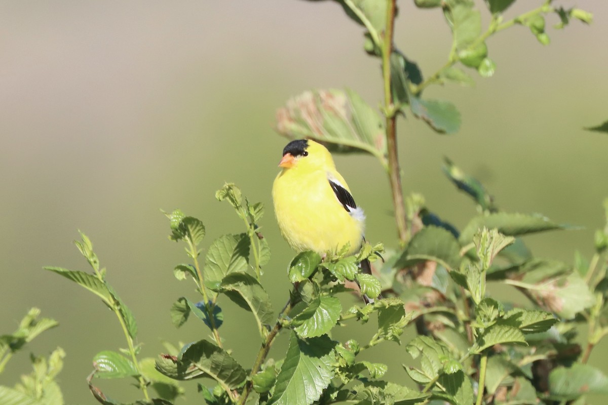 American Goldfinch - ML637352435