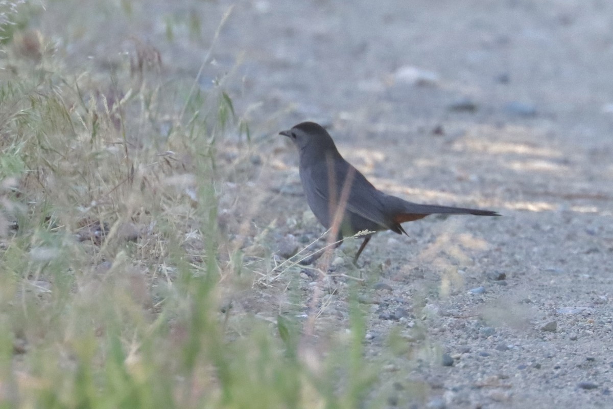 Gray Catbird - ML637352496