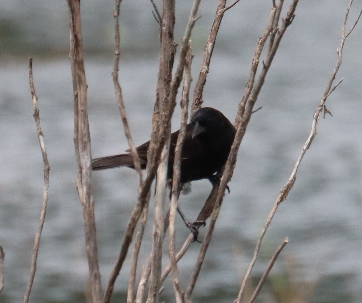blackbird sp. - ML637352504