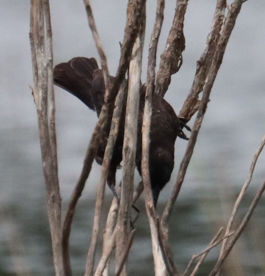 blackbird sp. - ML637352512
