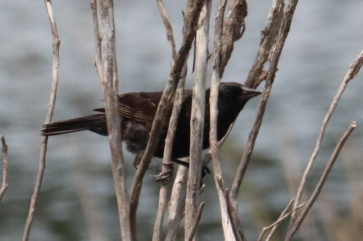 blackbird sp. - ML637352515