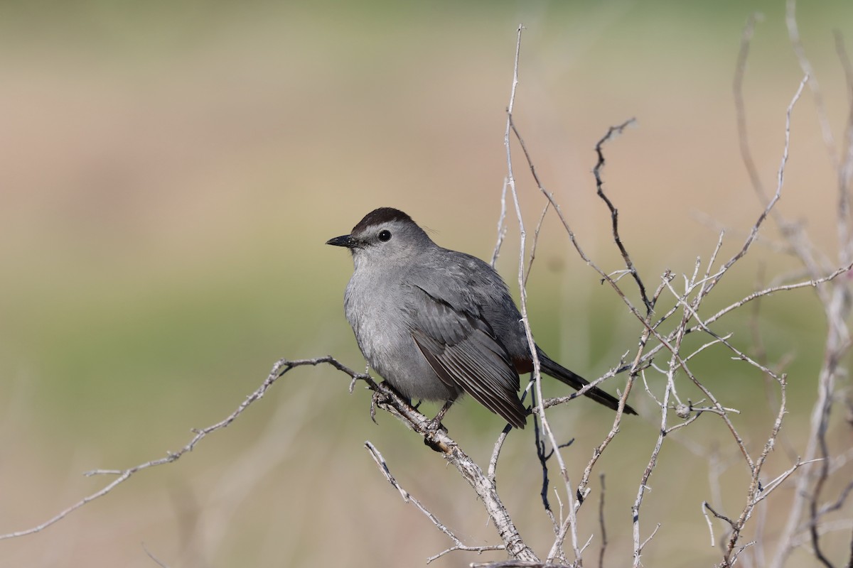 Gray Catbird - ML637352520
