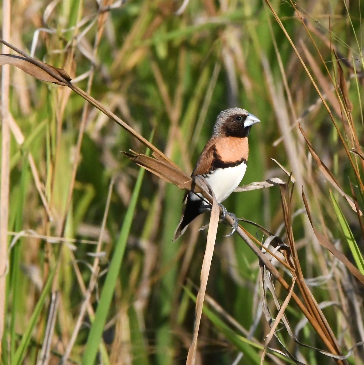 Chestnut-breasted Munia - ML637352537
