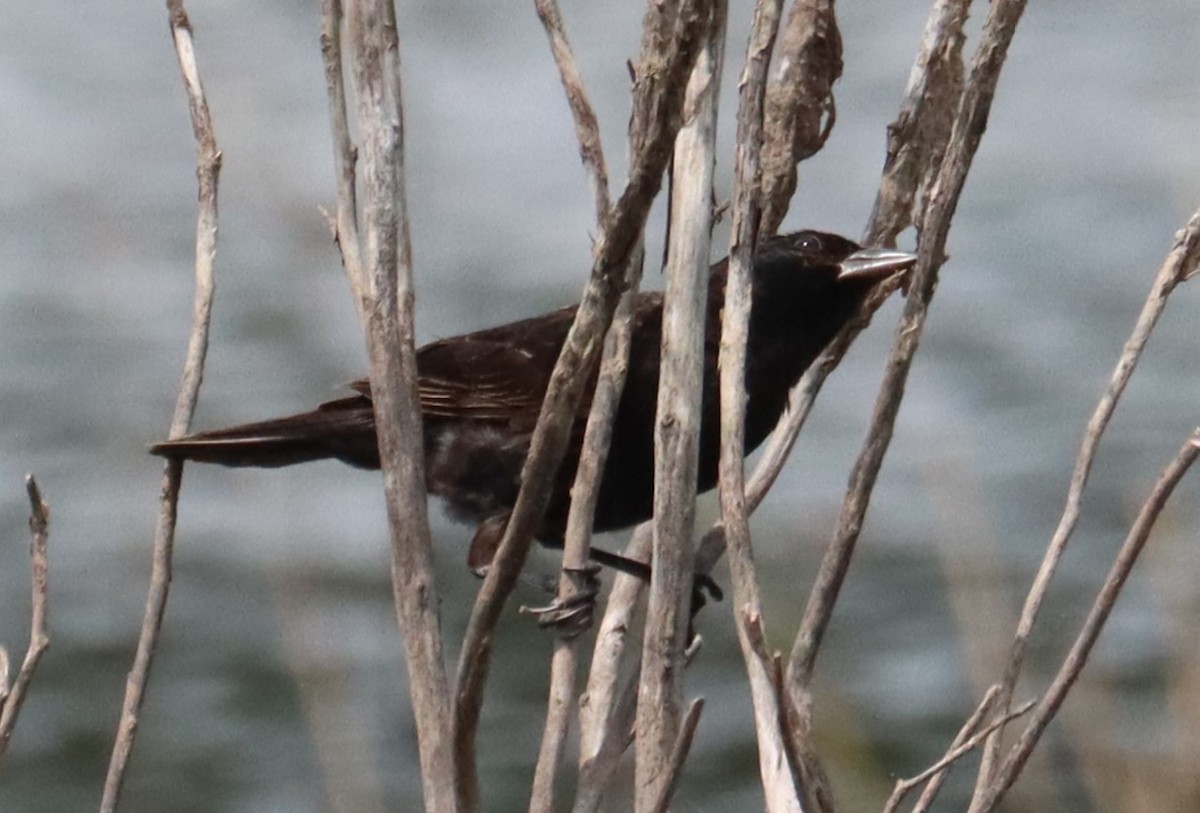 blackbird sp. - ML637352539