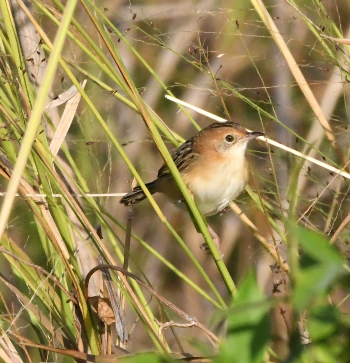 Golden-headed Cisticola - ML637352543