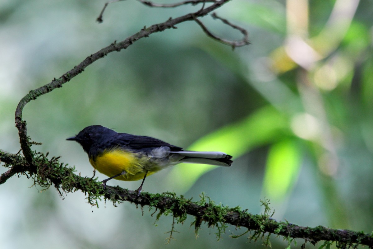 Slate-throated Redstart - ML637352552