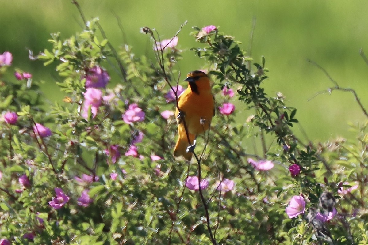 Bullock's Oriole - ML637352557