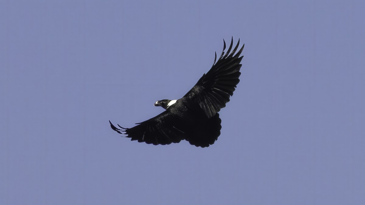 White-necked Raven - ML637352559