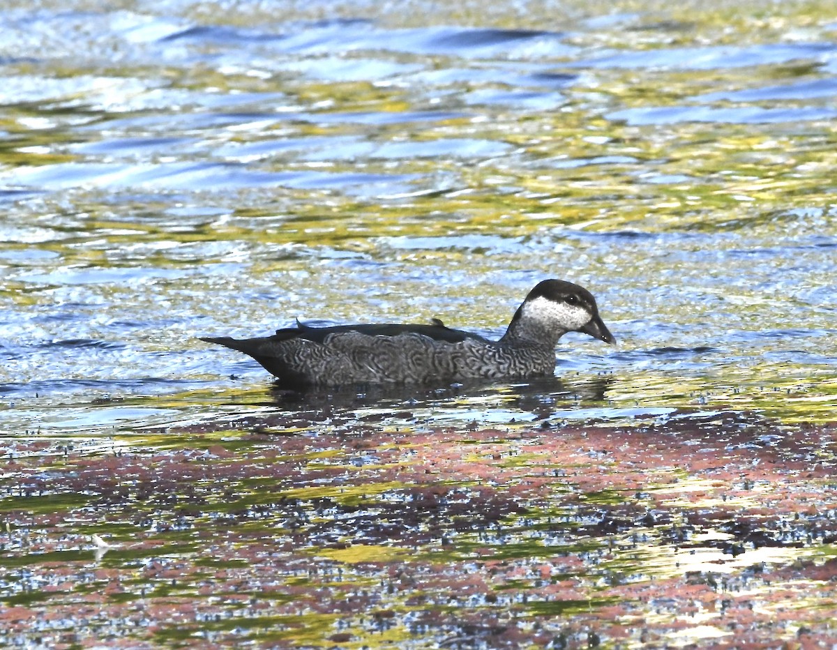 Green Pygmy-Goose - ML637352565