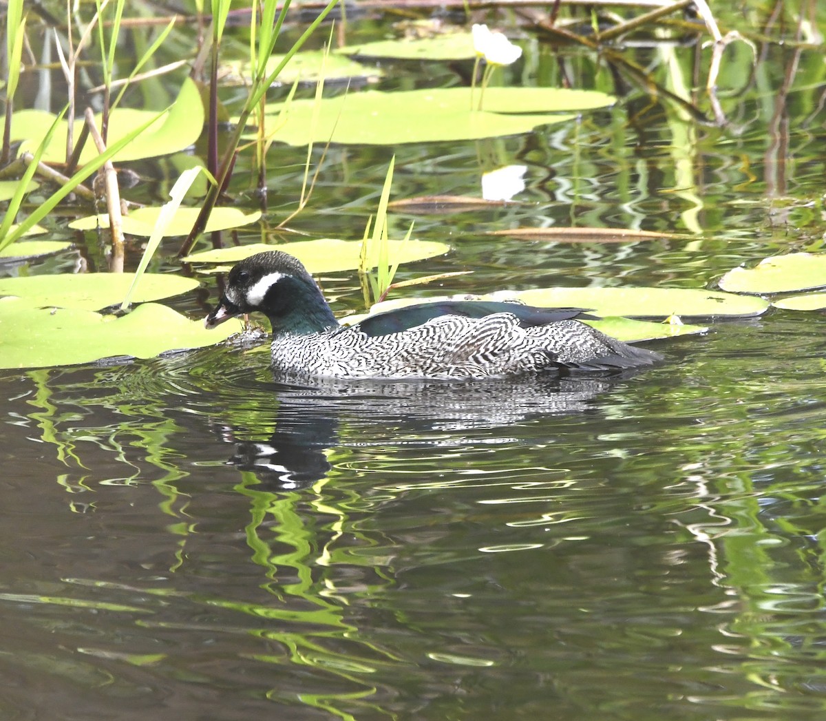 Green Pygmy-Goose - ML637352566