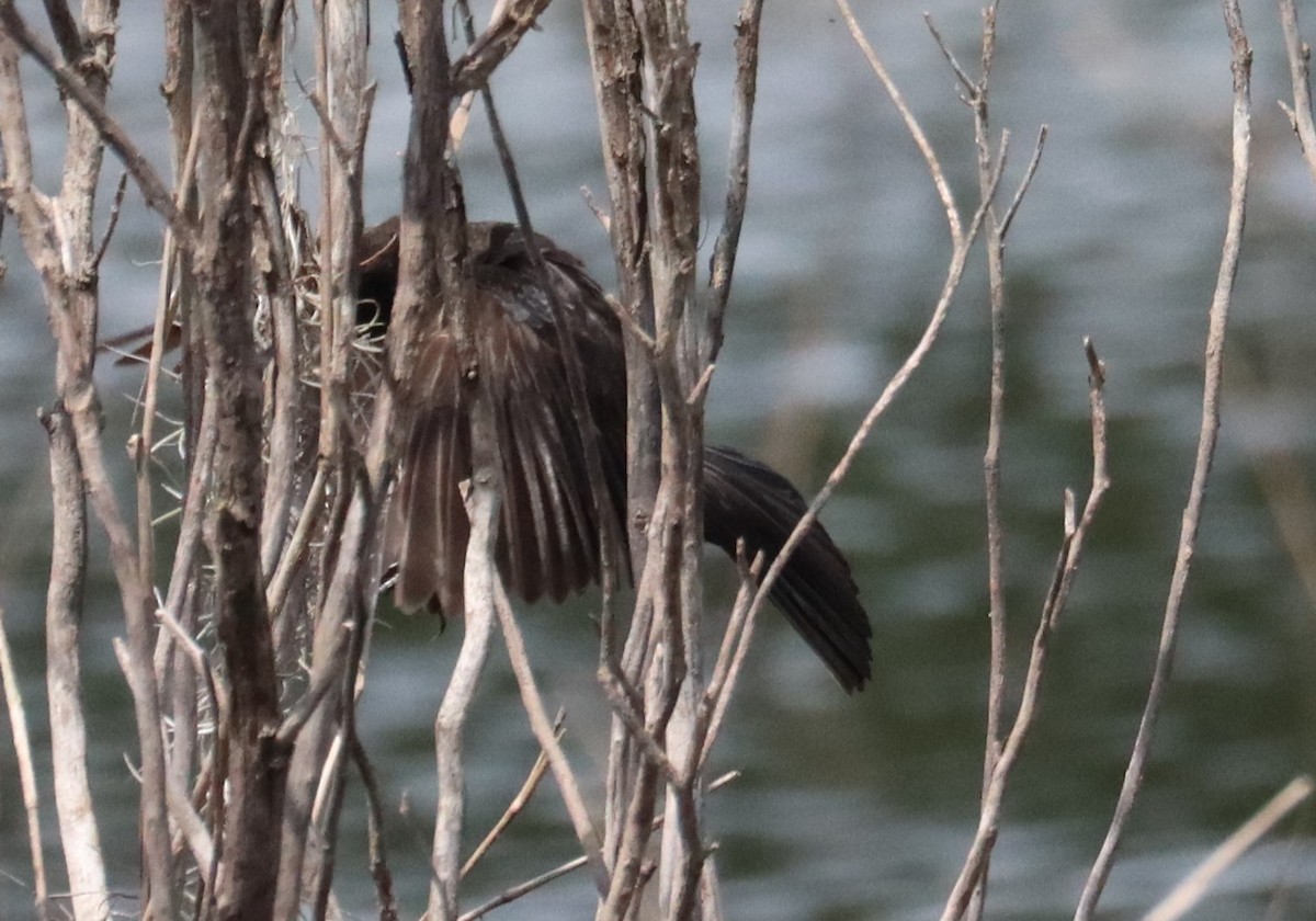 blackbird sp. - ML637352570