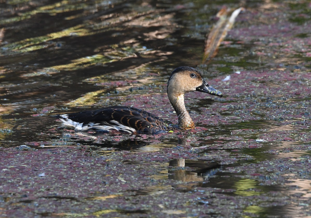 Wandering Whistling-Duck - ML637352584