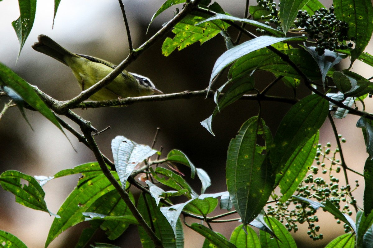 Three-striped Warbler - ML637352594