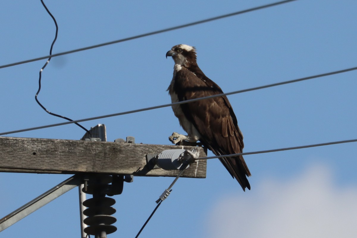 Osprey - ML637352595