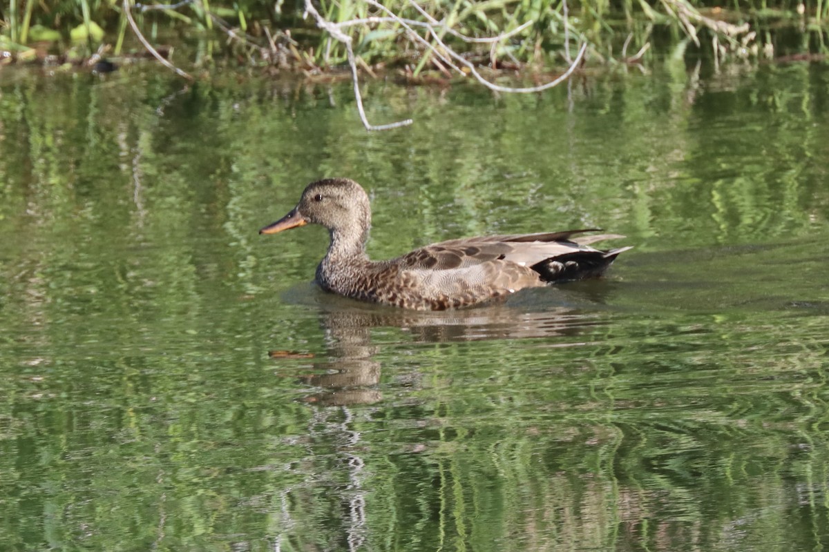 Gadwall - ML637352609