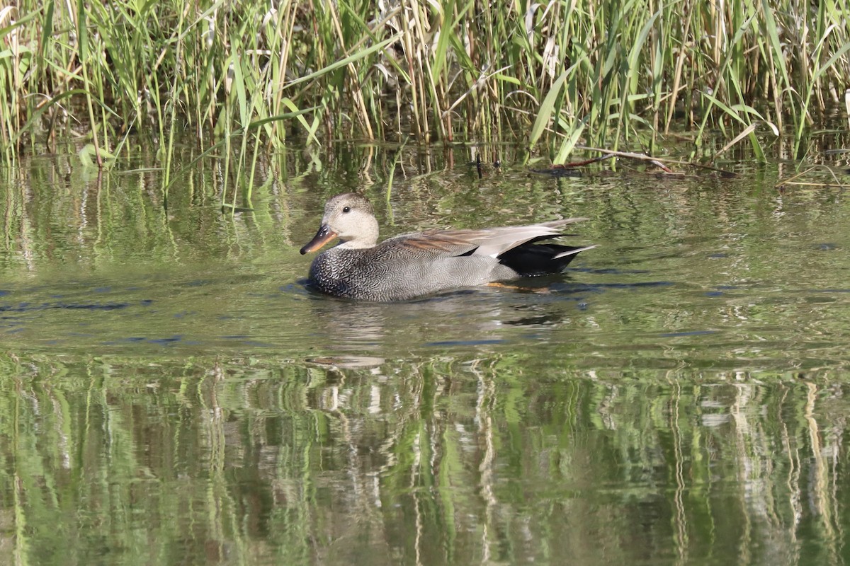 Gadwall - ML637352623