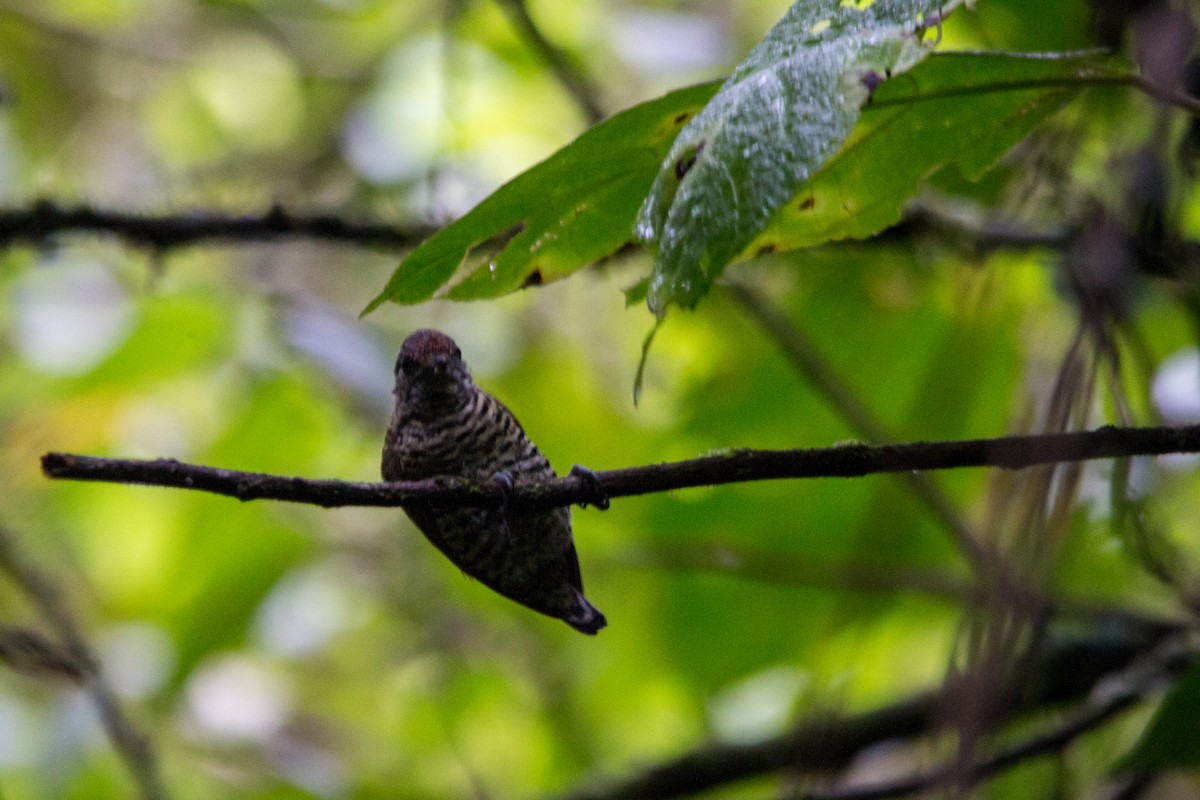 Lafresnaye's Piculet - ML637352641