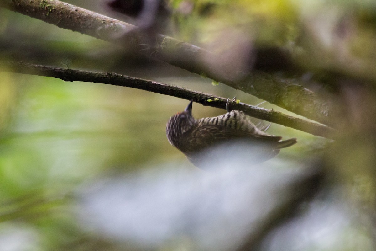 Lafresnaye's Piculet - ML637352642