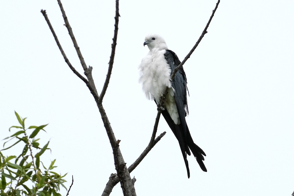 Swallow-tailed Kite - ML637352643