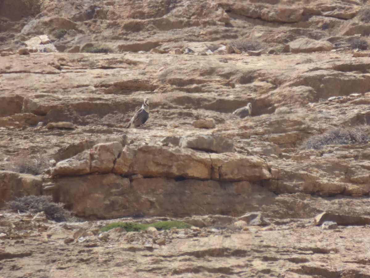 Himalayan Snowcock - ML637352685