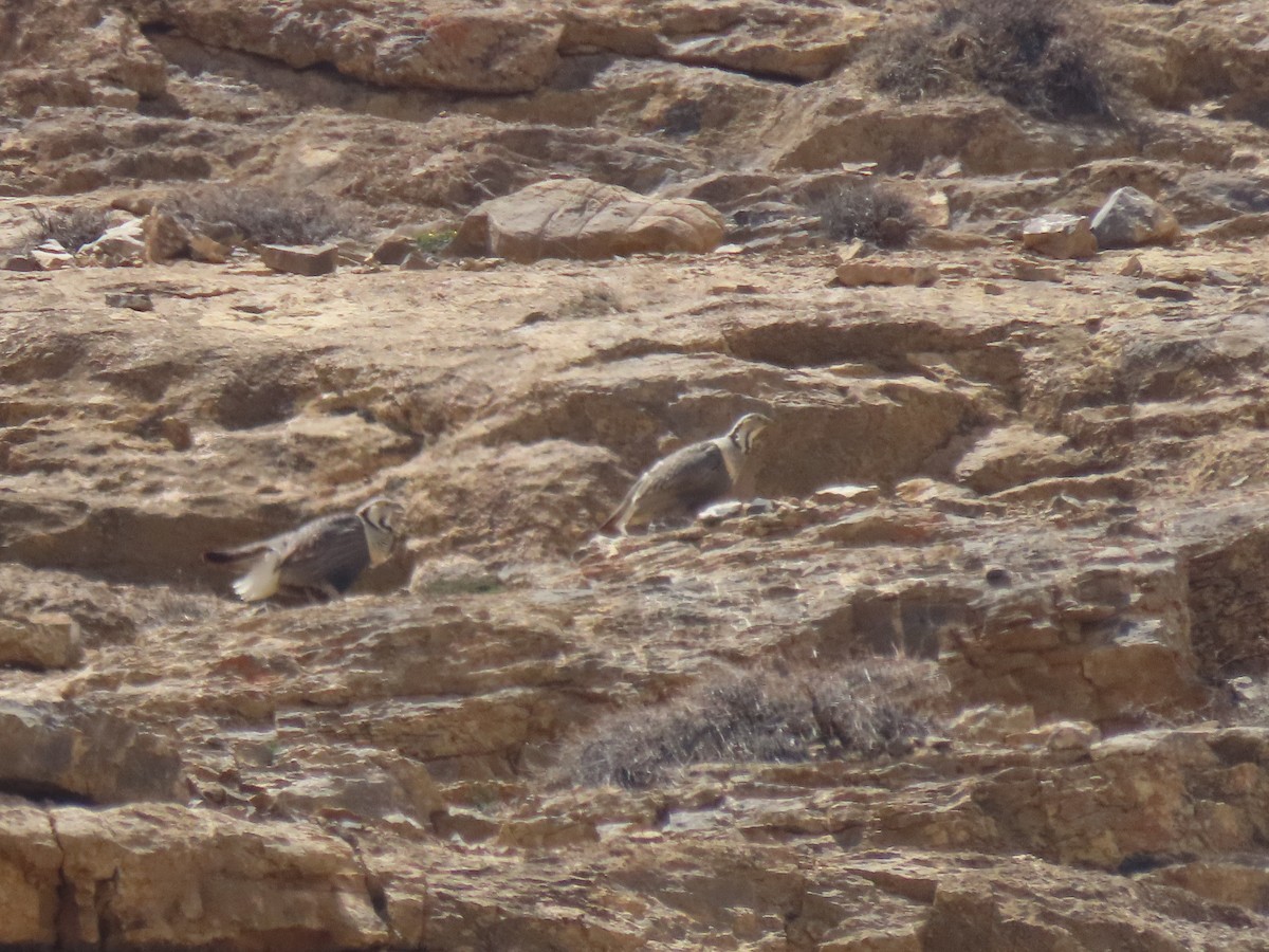 Himalayan Snowcock - ML637352686
