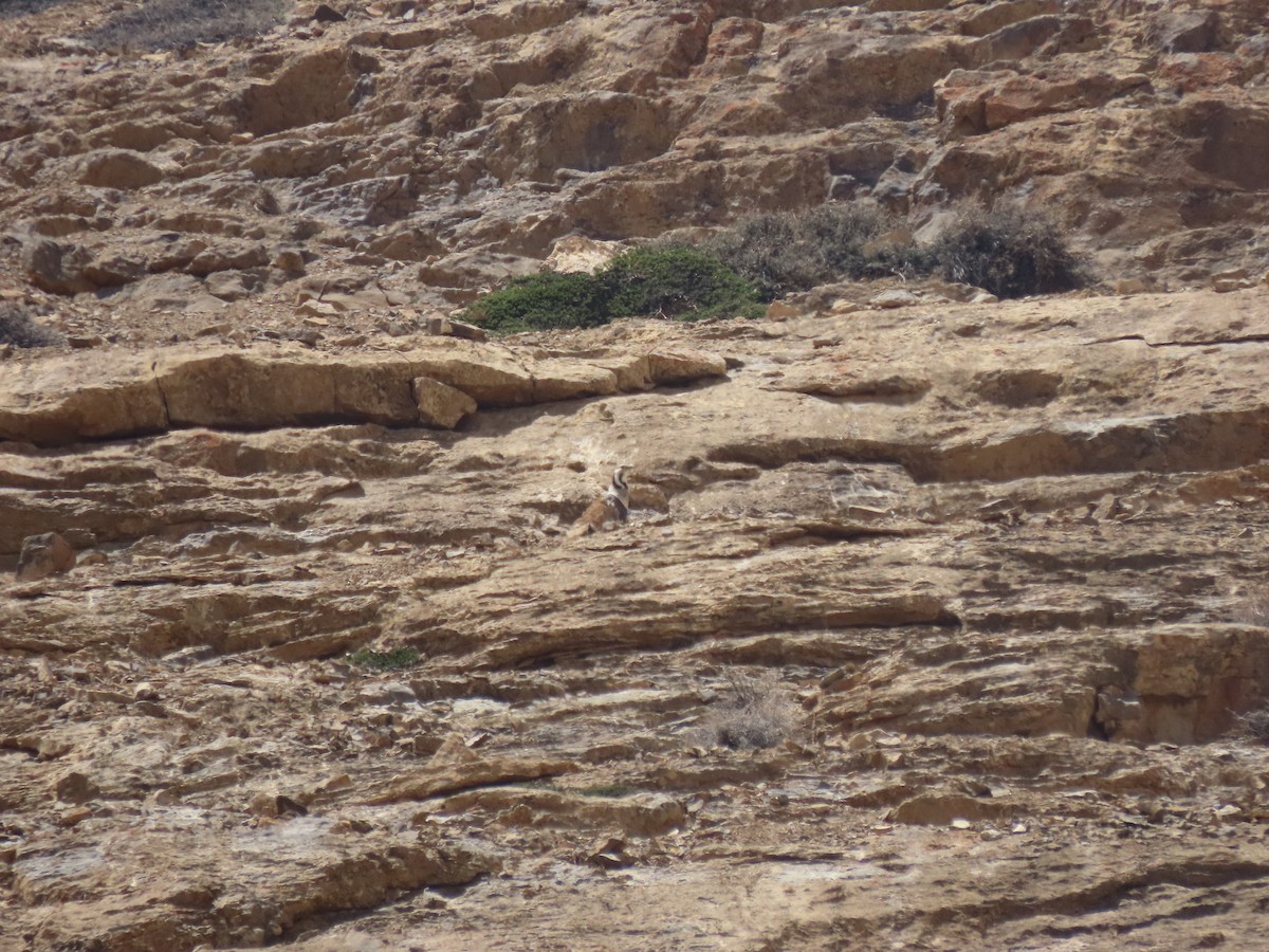 Himalayan Snowcock - ML637352696