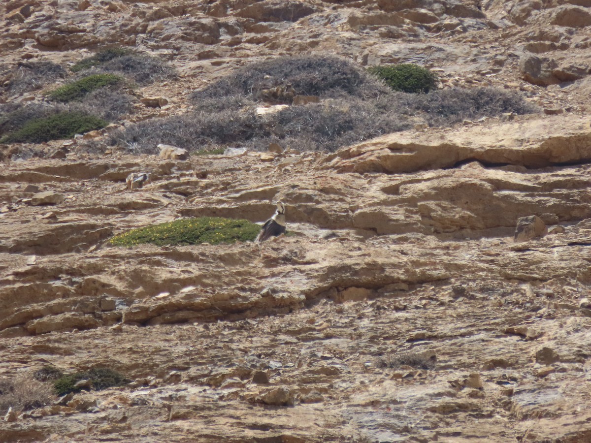 Himalayan Snowcock - ML637352698