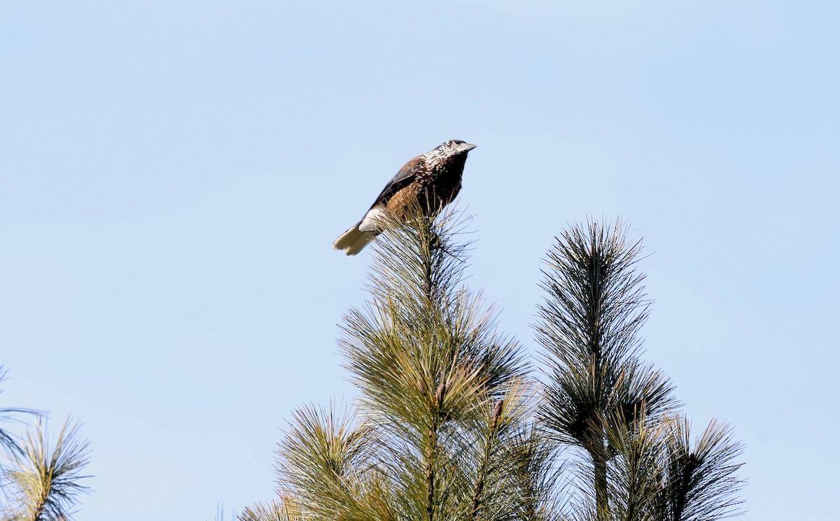 Southern Nutcracker - ML637352707