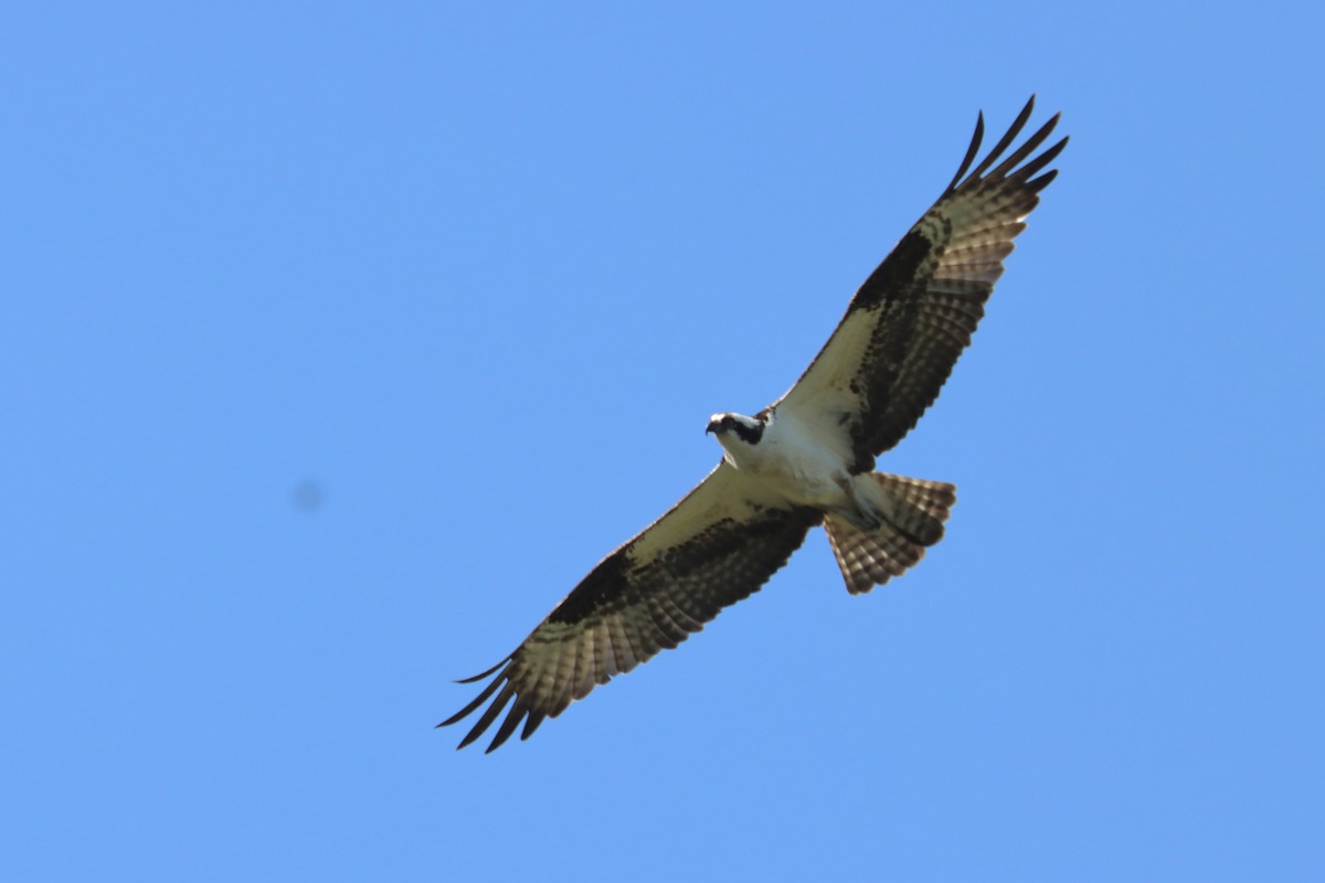 Osprey - ML637352719
