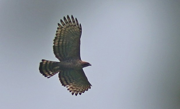 Aigle montagnard - ML637352720