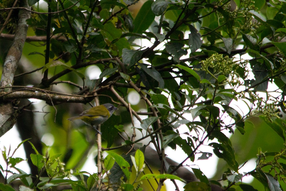 Ashy-throated Chlorospingus - ML637352737