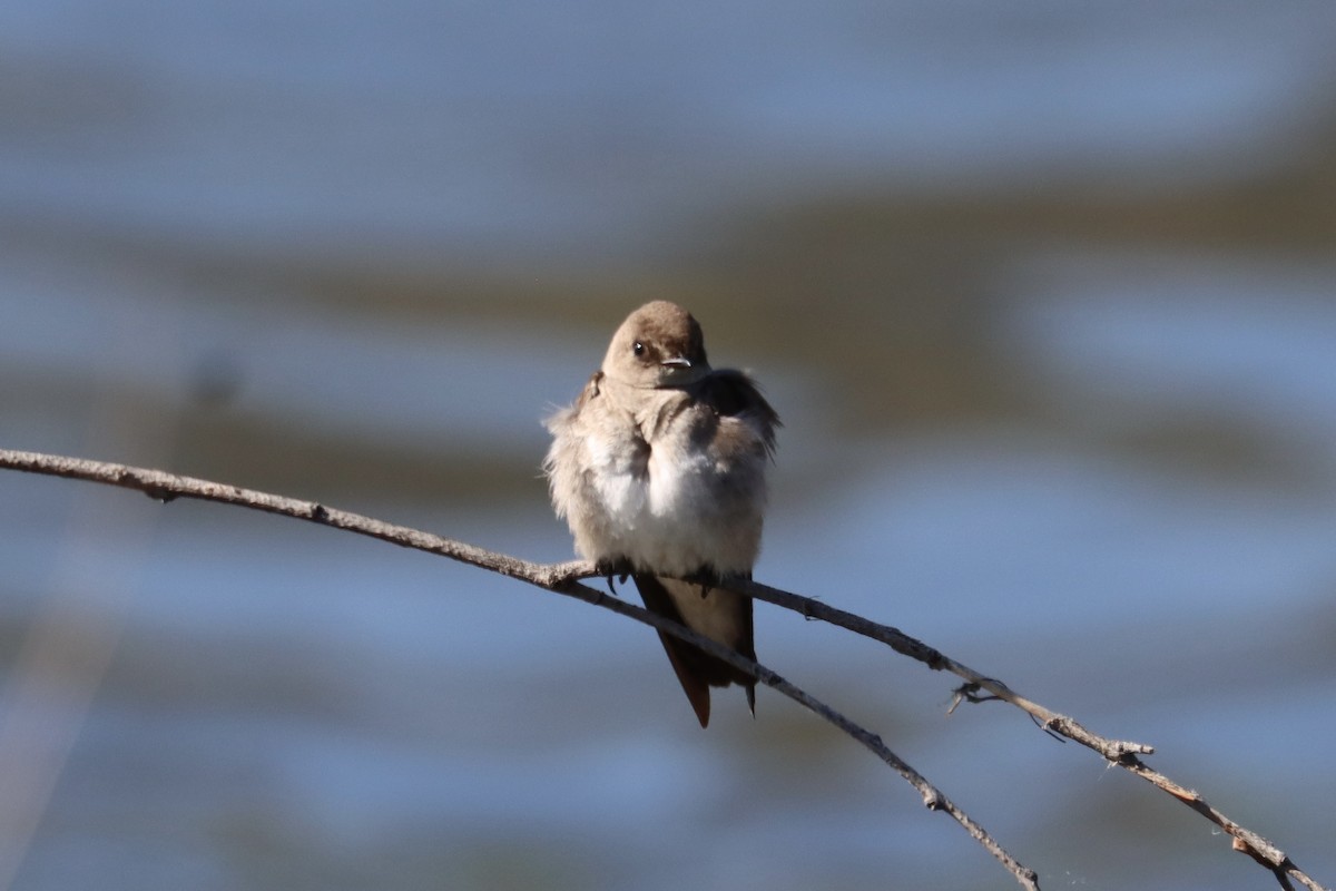 Northern Rough-winged Swallow - ML637352772