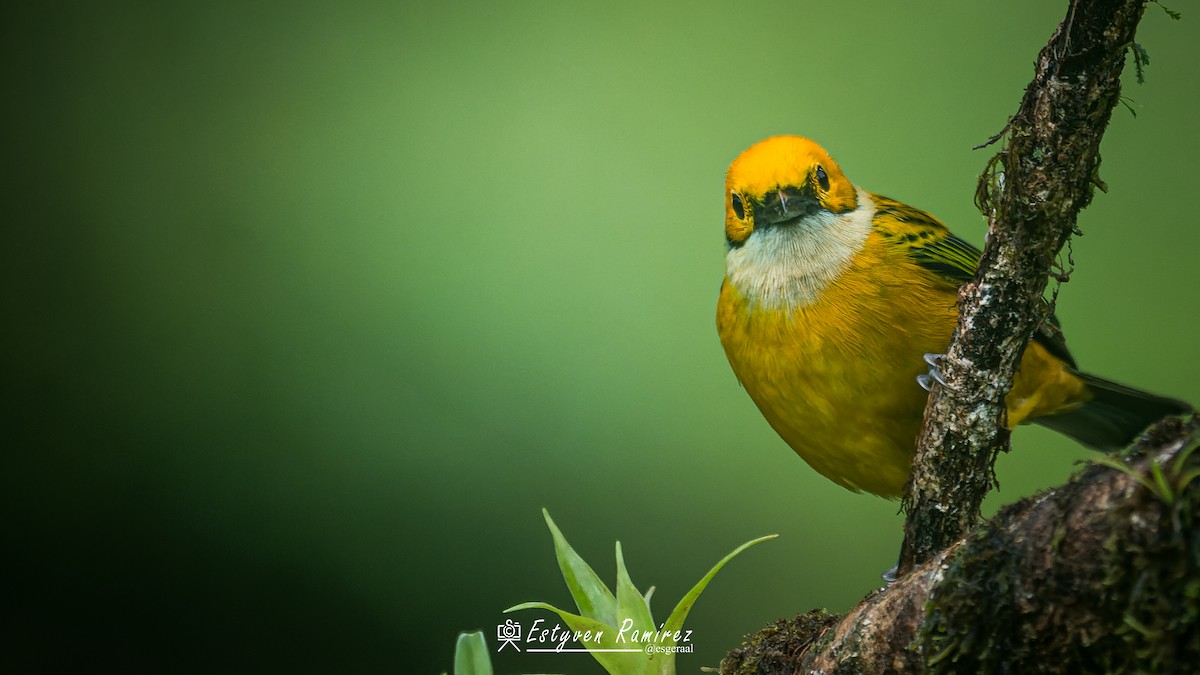 Silver-throated Tanager - ML637352781