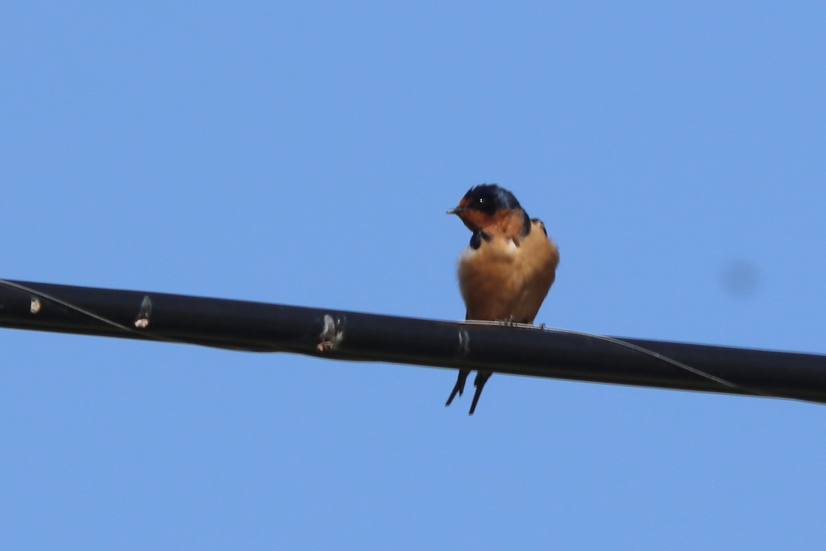 Barn Swallow - ML637352809