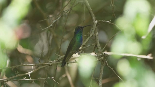 Mexican Violetear - ML637352815