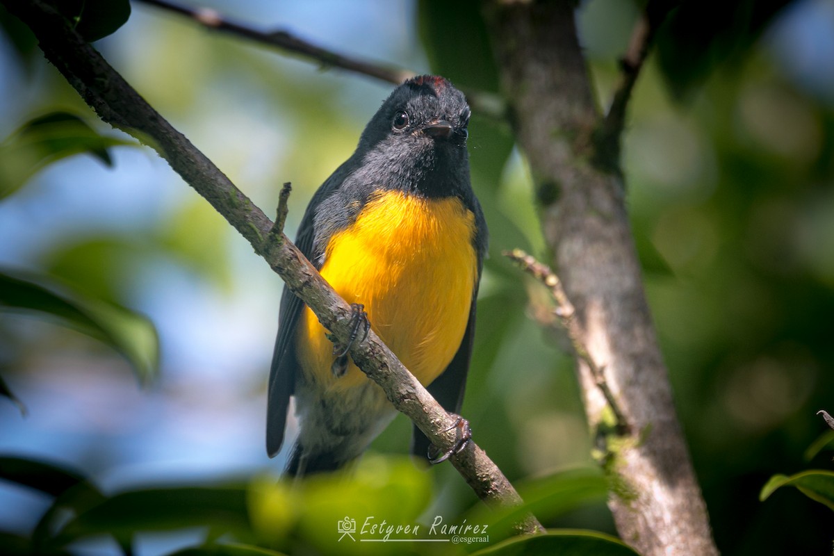 Slate-throated Redstart - ML637352858