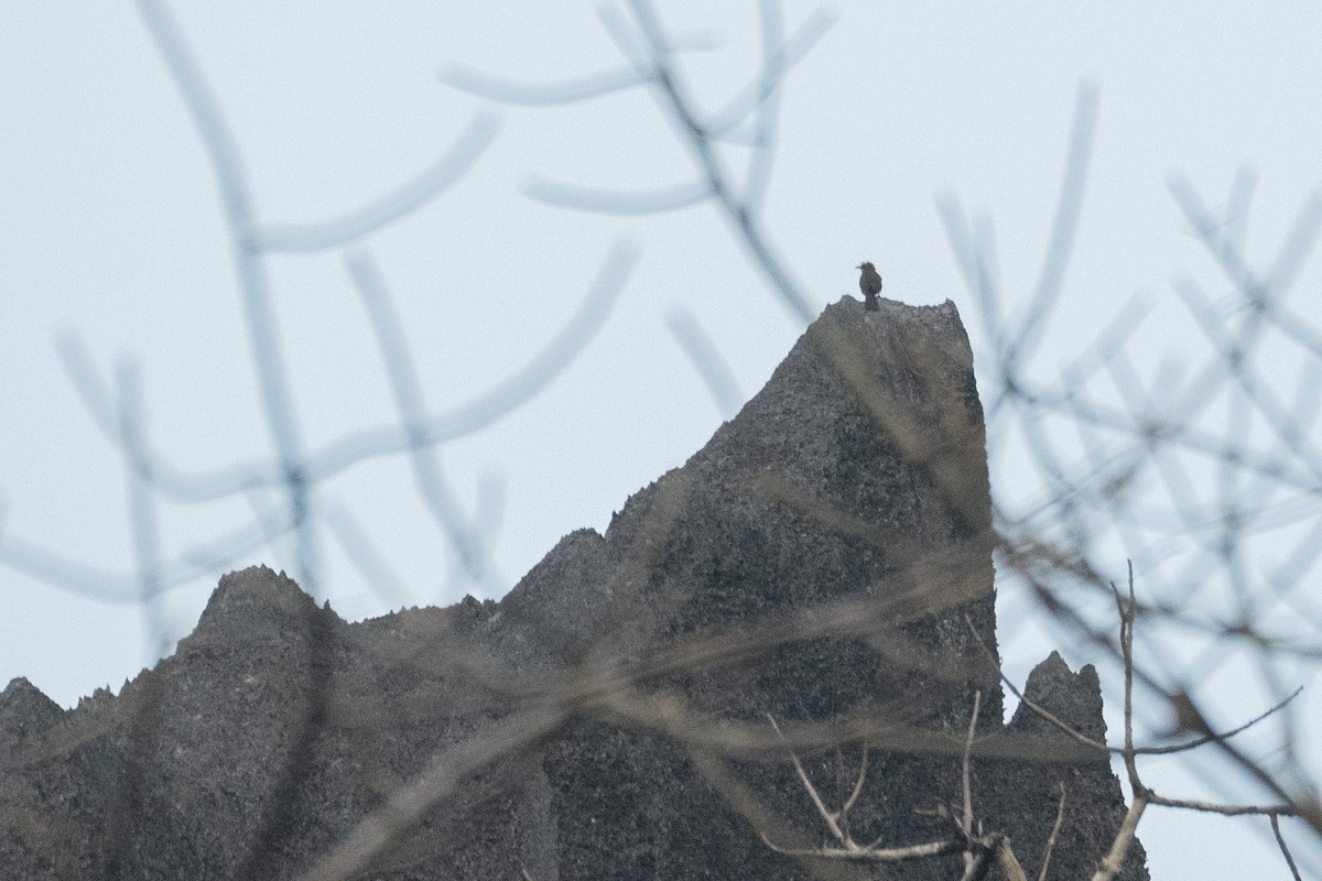 Bare-faced Bulbul - ML637352877