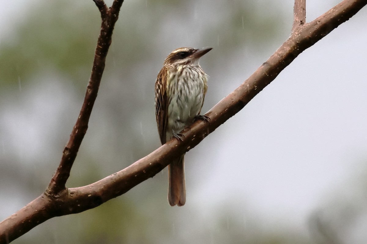 Streaked Flycatcher - ML637352889