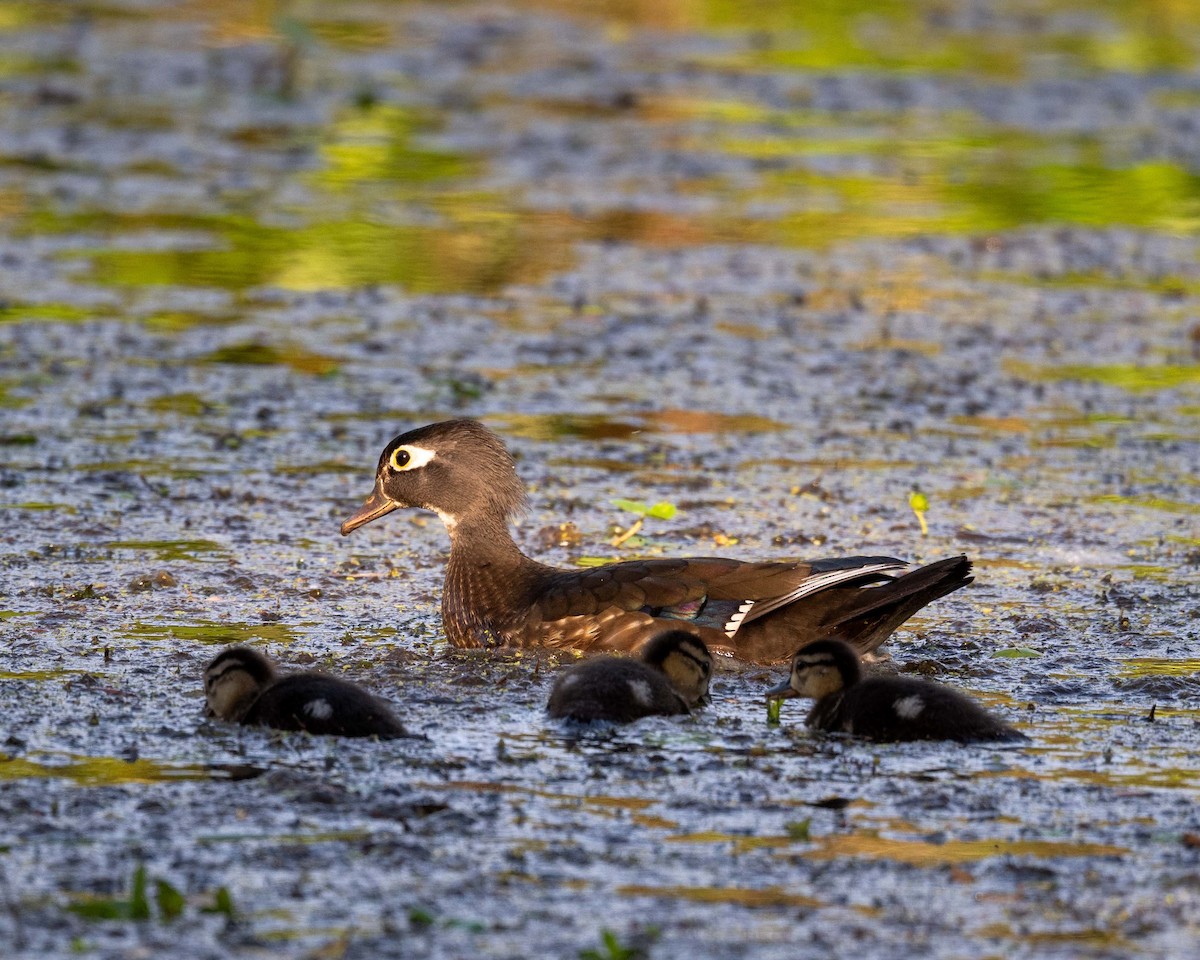 Wood Duck - ML637352905