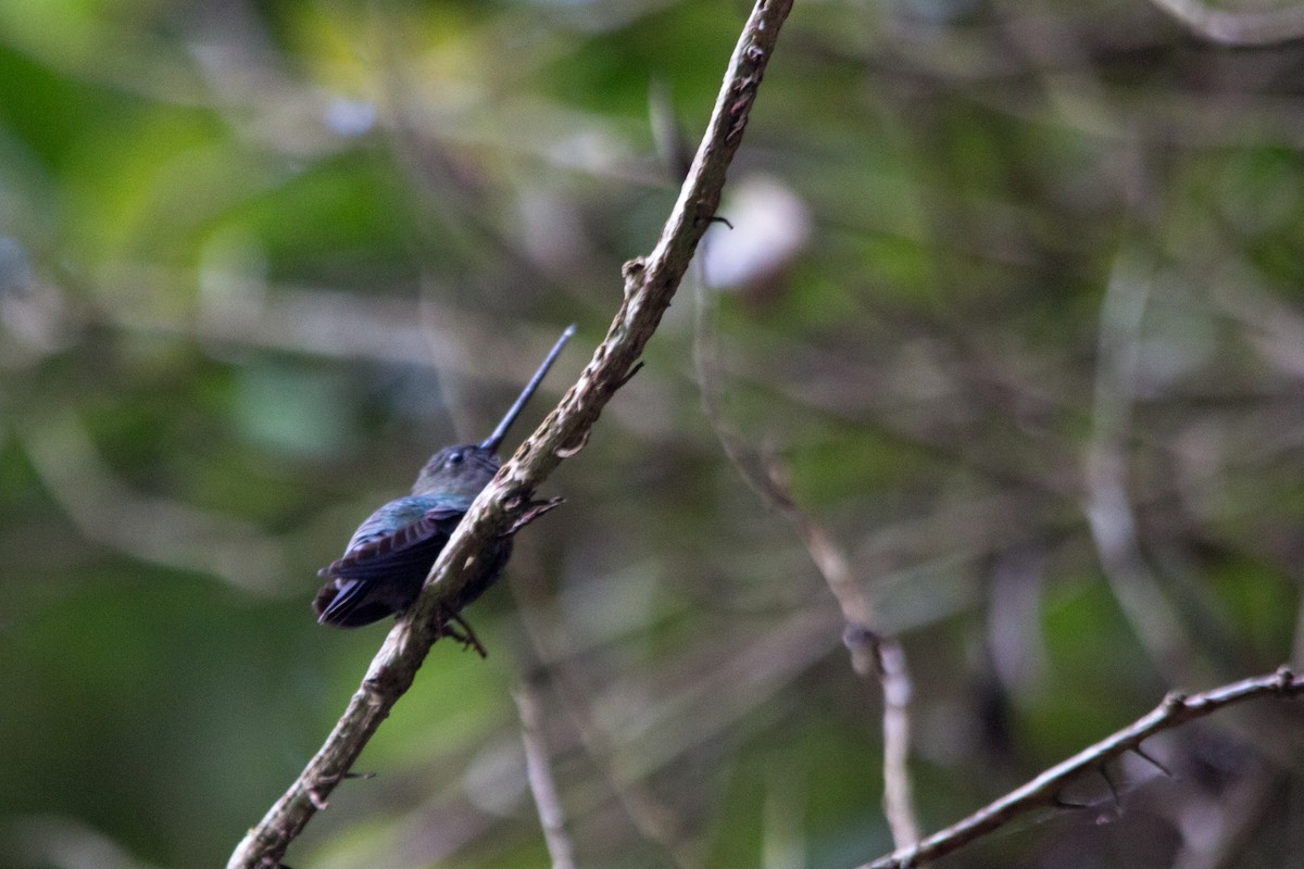 Green-fronted Lancebill - ML637352911